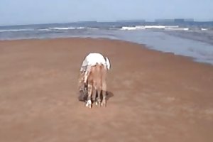 अच्छा बुश अश्लील खेल बन गया है