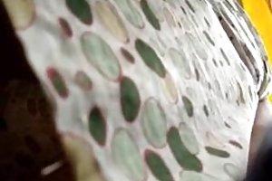 लहंगे में कामुक दर्शक जासूस देखें कैसे शूट करने के लिए अश्लील फिल्में